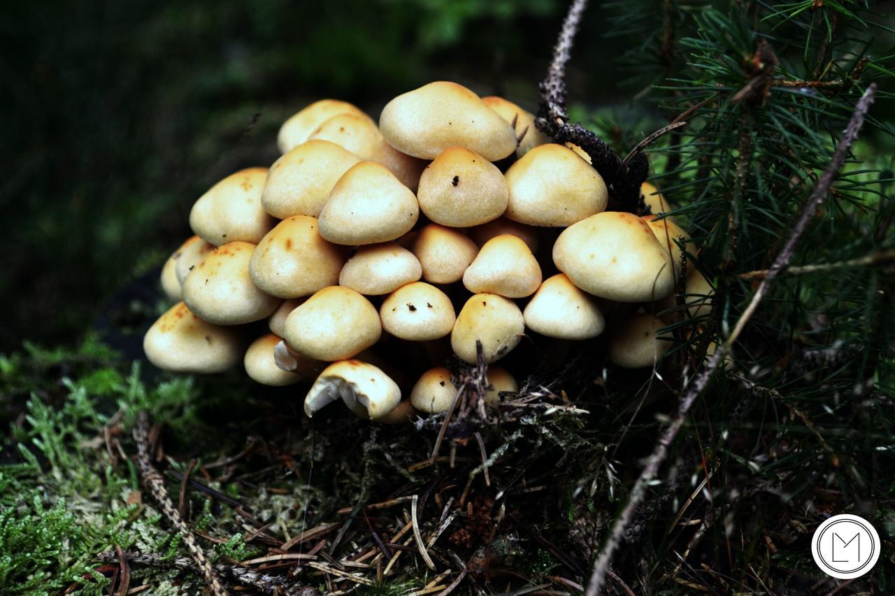 Chalet Le Forestier Bullange Bagian luar foto