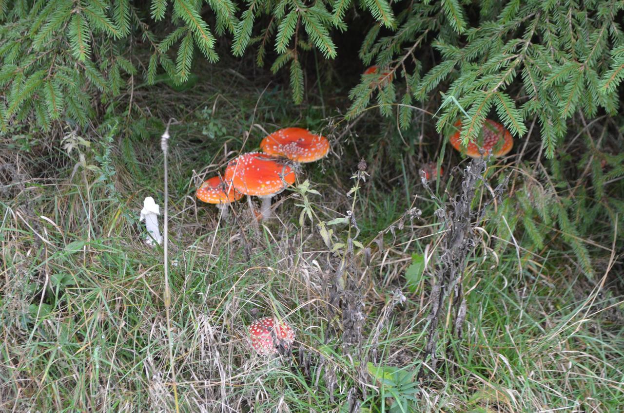 Chalet Le Forestier Bullange Bagian luar foto